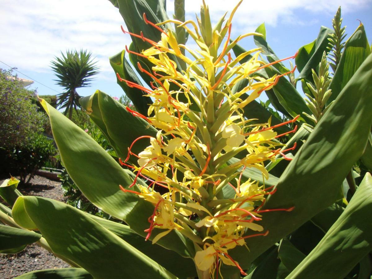 Blooming Botanic Houses Estreito Da Calheta Eksteriør bilde